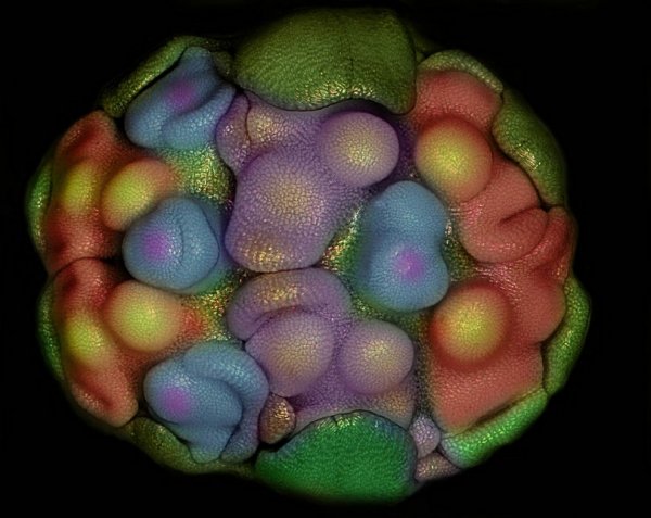 ������ ������ �������� Nikon Small World Photomicrography 2012