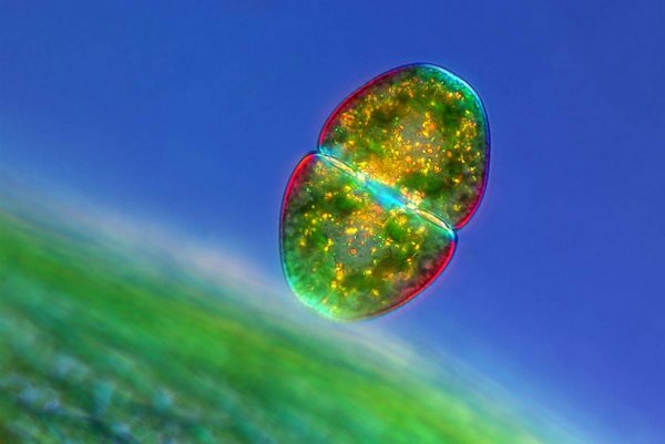 ������ ������ �������� Nikon Small World Photomicrography 2012