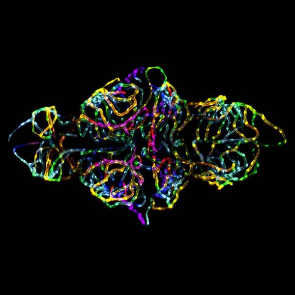 ������ ������ �������� Nikon Small World Photomicrography 2012