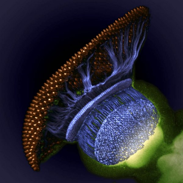 ������ ������ �������� Nikon Small World Photomicrography 2012