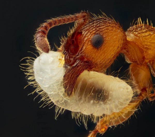 ������ ������ �������� Nikon Small World Photomicrography 2012