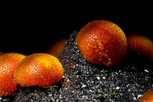 ������ ������ �������� Nikon Small World Photomicrography 2012