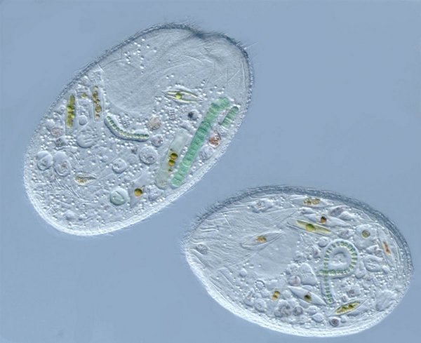 ������ ������ �������� Nikon Small World Photomicrography 2012