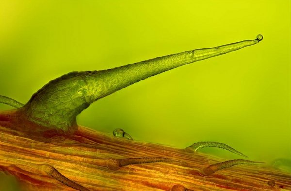 ������ ������ �������� Nikon Small World Photomicrography 2012
