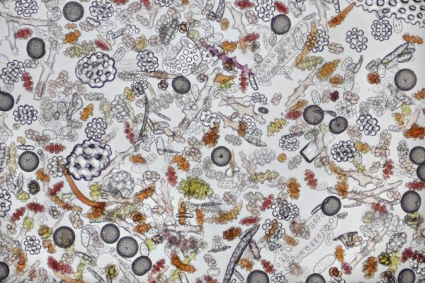 ������ ������ �������� Nikon Small World Photomicrography 2012