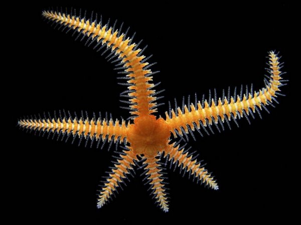 ������ ������ �������� Nikon Small World Photomicrography 2012