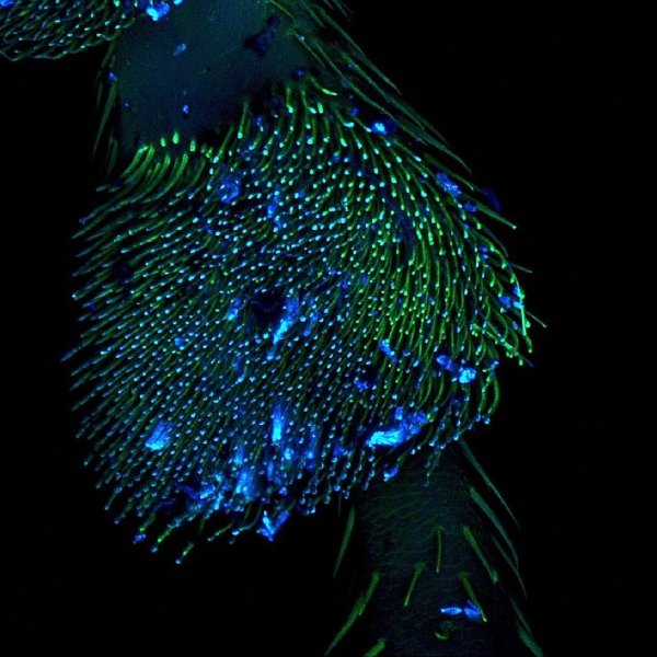 ������ ������ �������� Nikon Small World Photomicrography 2012