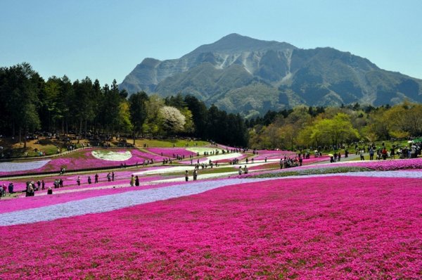 �������� ����������� ������ � ����� �Hitsujiyama�, ������