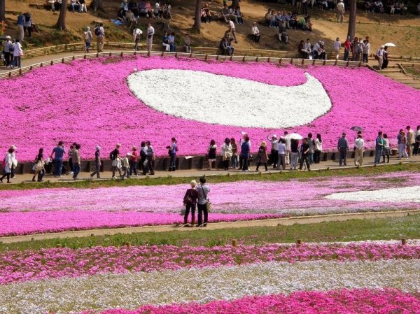 �������� ����������� ������ � ����� �Hitsujiyama�, ������