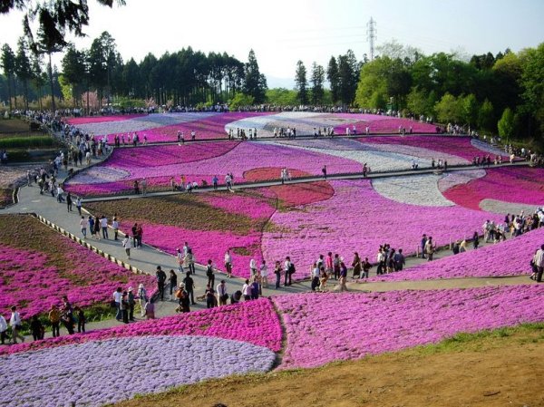 �������� ����������� ������ � ����� �Hitsujiyama�, ������