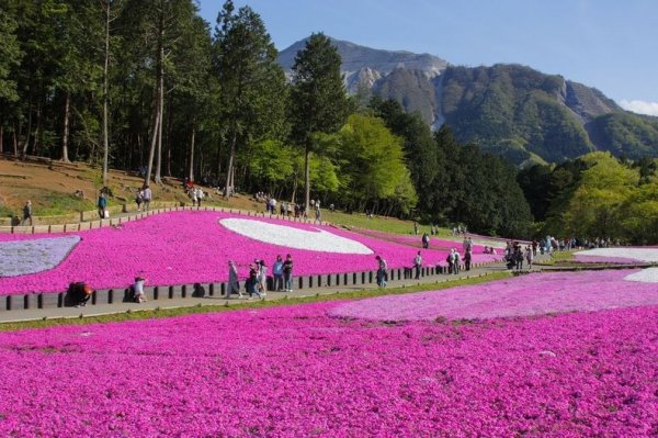 �������� ����������� ������ � ����� �Hitsujiyama�, ������