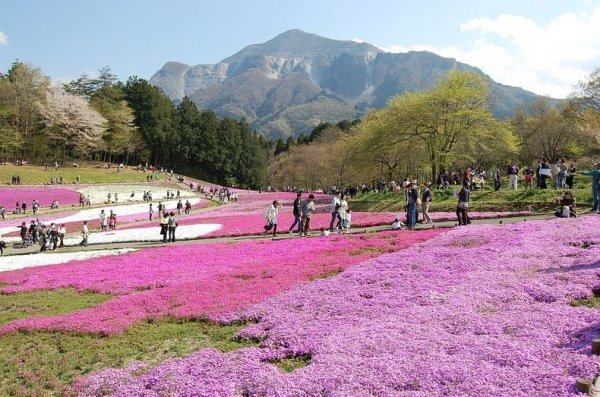 �������� ����������� ������ � ����� �Hitsujiyama�, ������
