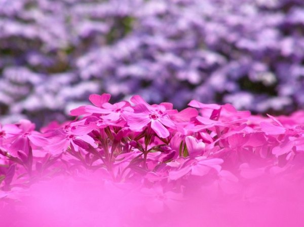 �������� ����������� ������ � ����� �Hitsujiyama�, ������