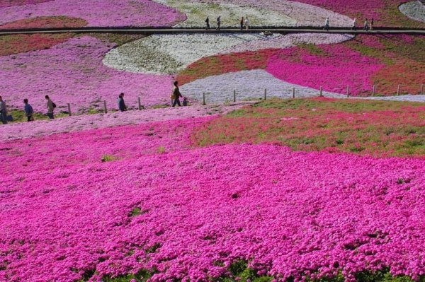 �������� ����������� ������ � ����� �Hitsujiyama�, ������