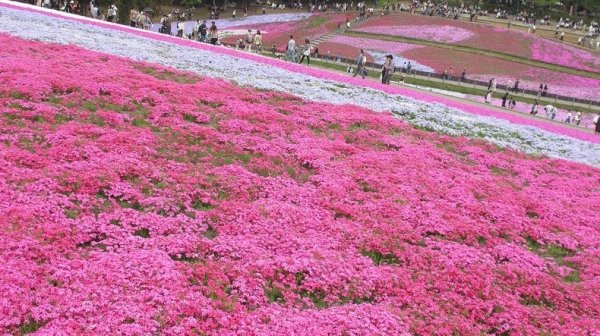 �������� ����������� ������ � ����� �Hitsujiyama�, ������