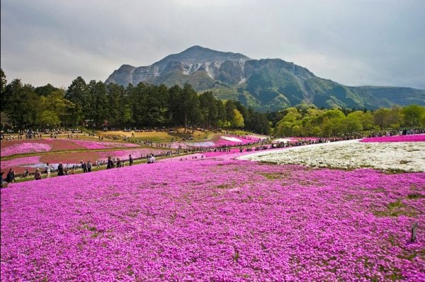 �������� ����������� ������ � ����� �Hitsujiyama�, ������