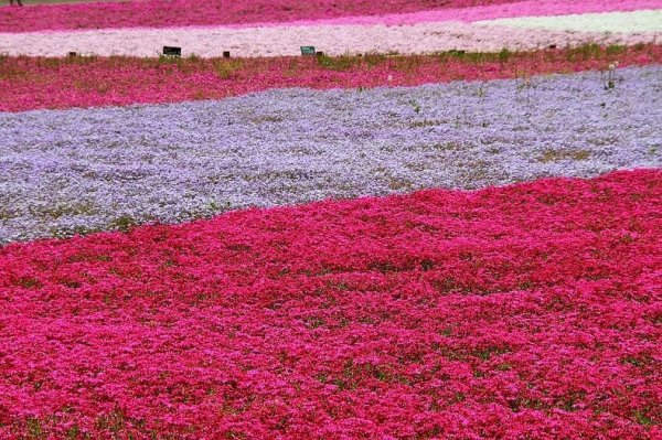 �������� ����������� ������ � ����� �Hitsujiyama�, ������
