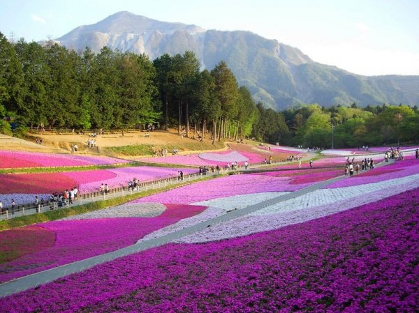 �������� ����������� ������ � ����� �Hitsujiyama�, ������