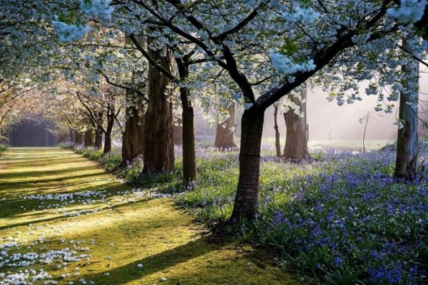 �������������� ������� �������� ����� Maple Glen (20 ����)