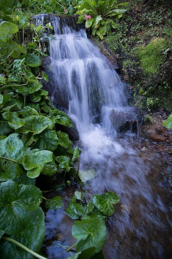 �������������� ������� �������� ����� Maple Glen (20 ����)
