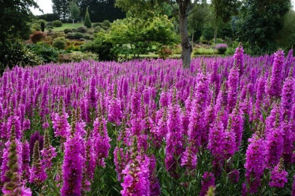 �������������� ������� �������� ����� Maple Glen (20 ����)