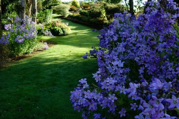 �������������� ������� �������� ����� Maple Glen (20 ����)