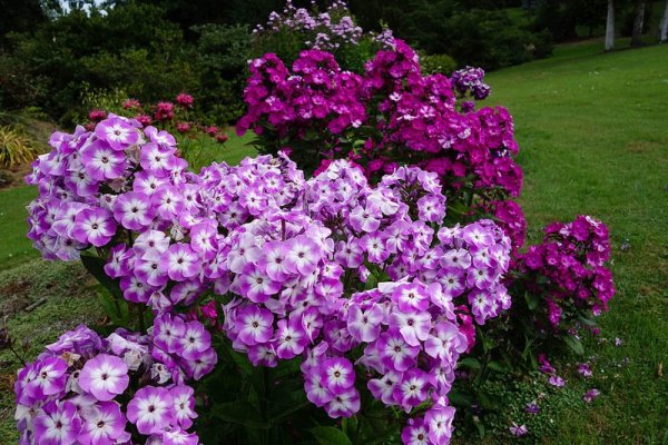 �������������� ������� �������� ����� Maple Glen (20 ����)