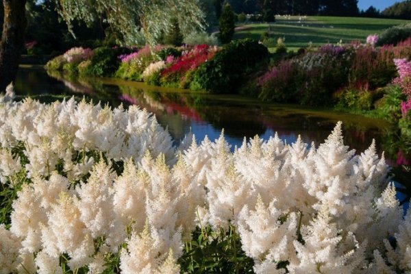 �������������� ������� �������� ����� Maple Glen (20 ����)