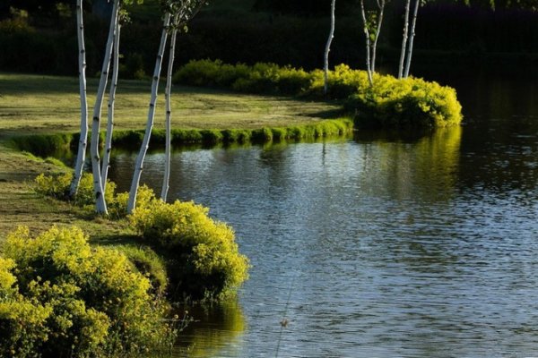 �������������� ������� �������� ����� Maple Glen (20 ����)