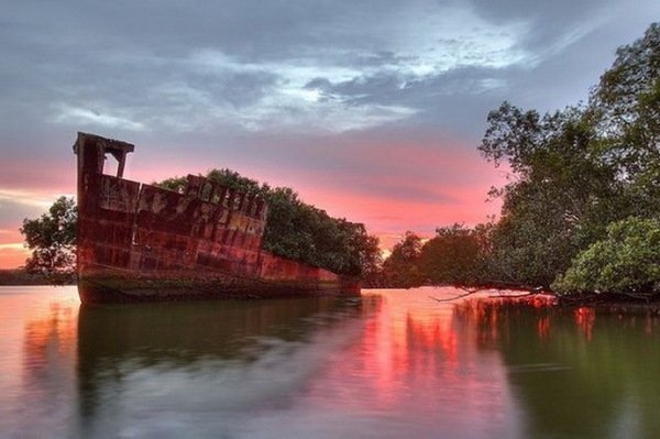 SS Ayrfield – заброшенный корабль, превратившийся в плавающий лес (8 фото) SS Ayrfield – заброшенный корабль, превратившийся в плавающий лес (8 фото)