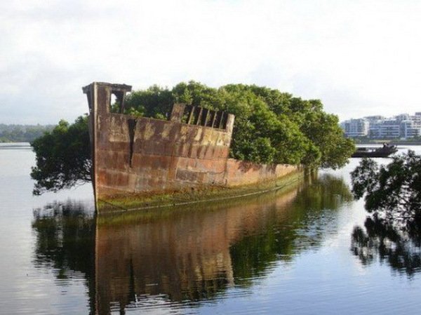 SS Ayrfield – заброшенный корабль, превратившийся в плавающий лес (8 фото) SS Ayrfield – заброшенный корабль, превратившийся в плавающий лес (8 фото)
