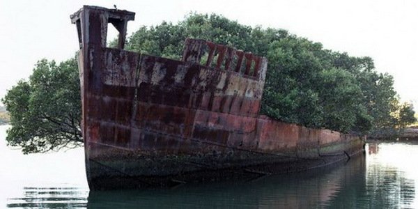 SS Ayrfield – заброшенный корабль, превратившийся в плавающий лес (8 фото) SS Ayrfield – заброшенный корабль, превратившийся в плавающий лес (8 фото)