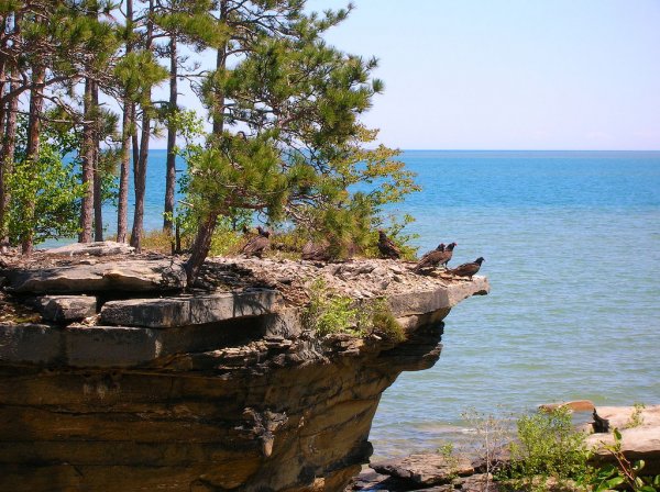 Turnip Rock � ��������, ������������� ��� ����� (6 ����)