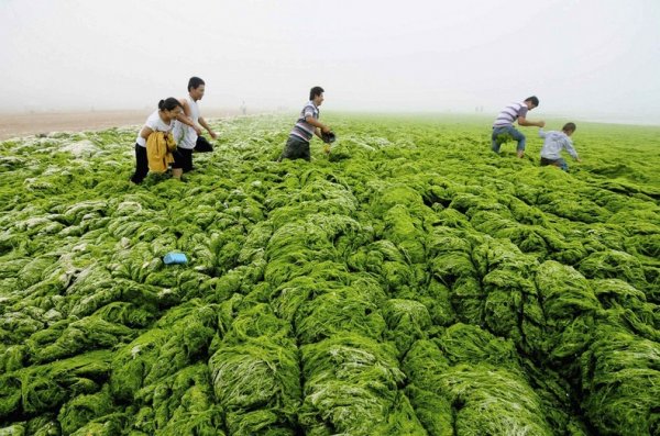��������� ����� ����� �������� ������������ ����������� (13 ����)