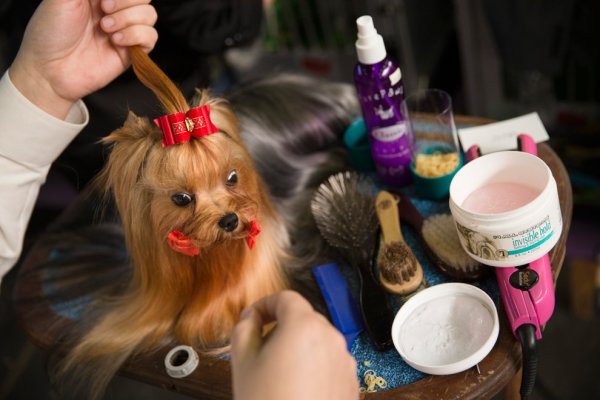 �������� ����� Westminster Kennel Club Dog Show � ���-����� (11 ����)