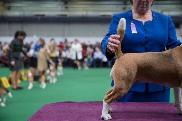 �������� ����� Westminster Kennel Club Dog Show � ���-����� (11 ����)