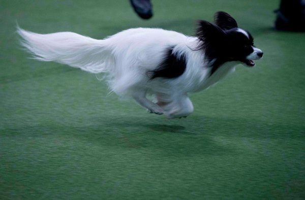 �������� ����� Westminster Kennel Club Dog Show � ���-����� (11 ����)