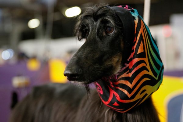 �������� ����� Westminster Kennel Club Dog Show � ���-����� (11 ����)