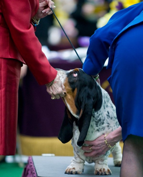 �������� ����� Westminster Kennel Club Dog Show � ���-����� (11 ����)