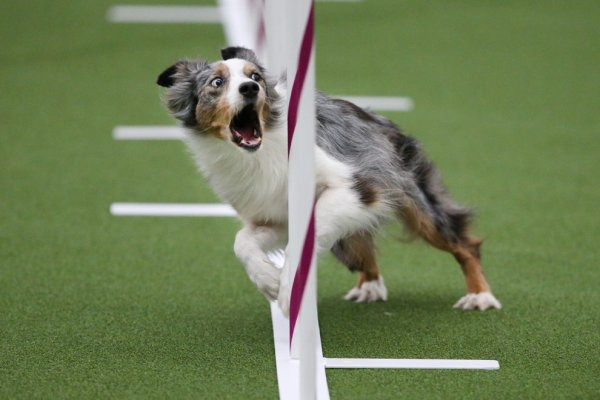 �������� ����� Westminster Kennel Club Dog Show � ���-����� (11 ����)
