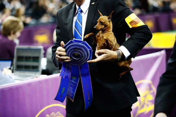 �������� ����� Westminster Kennel Club Dog Show � ���-����� (11 ����)