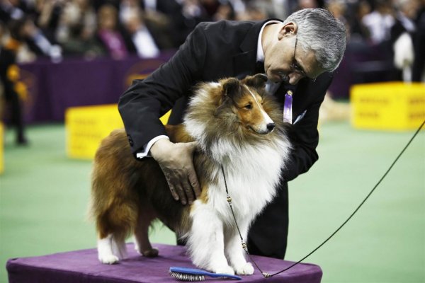 �������� ����� Westminster Kennel Club Dog Show � ���-����� (11 ����)