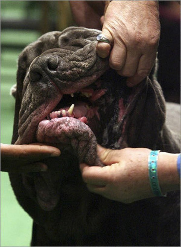 �������� ����� Westminster Kennel Club Dog Show � ���-����� (11 ����)