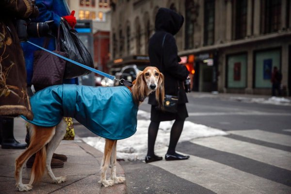 �������� ����� Westminster Kennel Club Dog Show � ���-����� (11 ����)