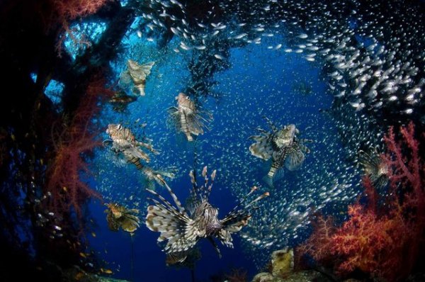 ���������� ��������� �������� Red Sea Star (21 ����)