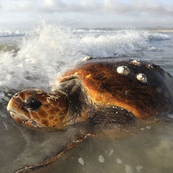 Изумительные фотографии National Geographic в Instagram (32 фото) Изумительные фотографии National Geographic в Instagram (32 фото)