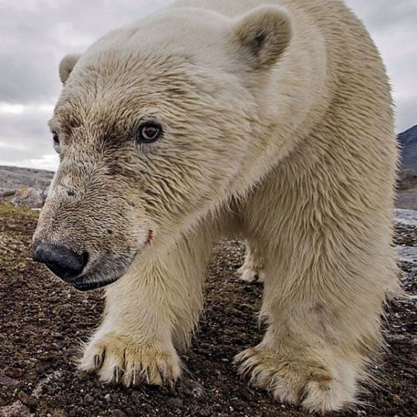 Изумительные фотографии National Geographic в Instagram (32 фото) Изумительные фотографии National Geographic в Instagram (32 фото)