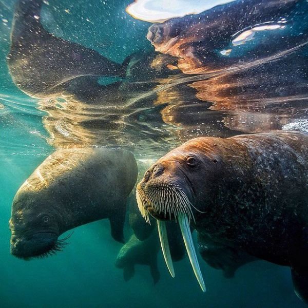 Изумительные фотографии National Geographic в Instagram (32 фото) Изумительные фотографии National Geographic в Instagram (32 фото)