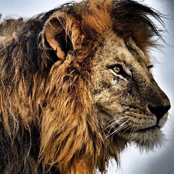 Изумительные фотографии National Geographic в Instagram (32 фото)