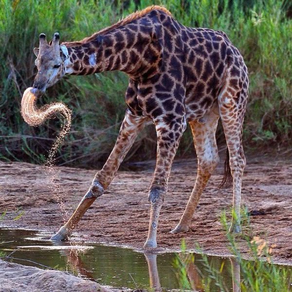Изумительные фотографии National Geographic в Instagram (32 фото) Изумительные фотографии National Geographic в Instagram (32 фото)